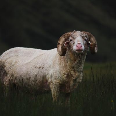 Adult Wooly Bighorn Sheep Field 181624 6181