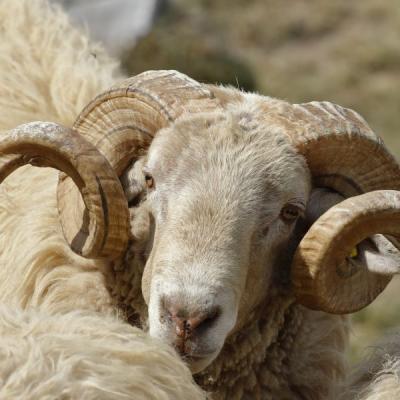 Closeup Shot Argali Blurred Background