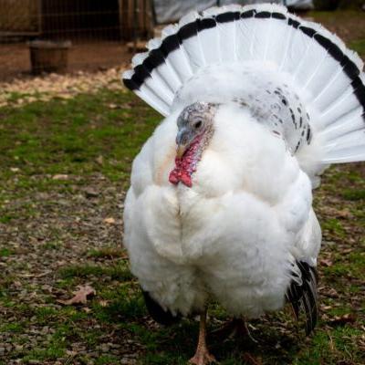 Female Turkey Showing Her Feathers Ss230606 1024x683