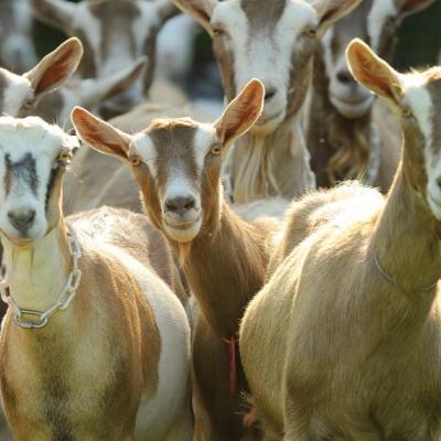 Goats Looking Into Camera2