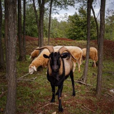 Pexels Peter Mikl 14964360