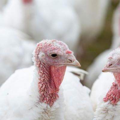 Shutterstock 1525390733