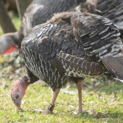 Standard Bronze Turkey 20230215 142sb