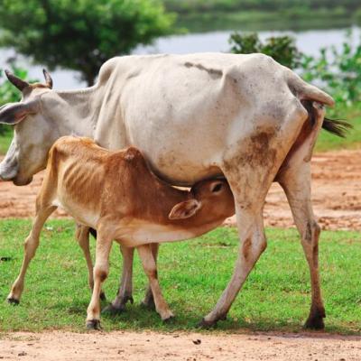 Tolorunlase Enterprise Farm Cattle 21