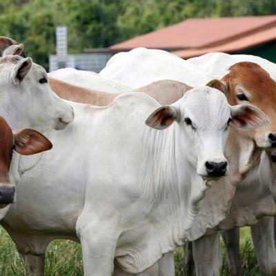 Tolorunlase Enterprise Farm Cattle 2