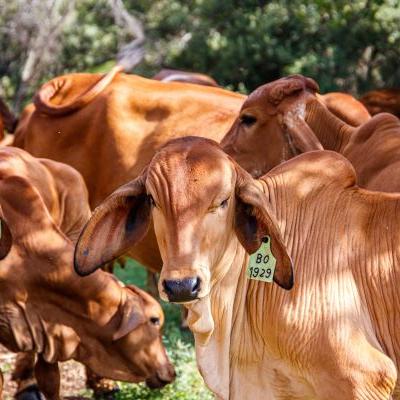 Tolorunlase Enterprise Farm Cattle 4