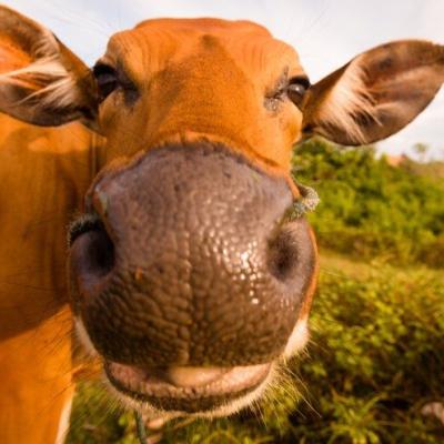 Tolorunlase Enterprise Farm Cattle 5