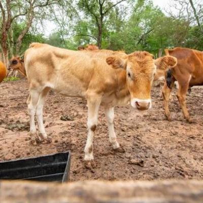 Tolorunlase Enterprise Farm Cattle 6