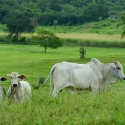 Tolorunlase Enterprise Farm Cattle 7