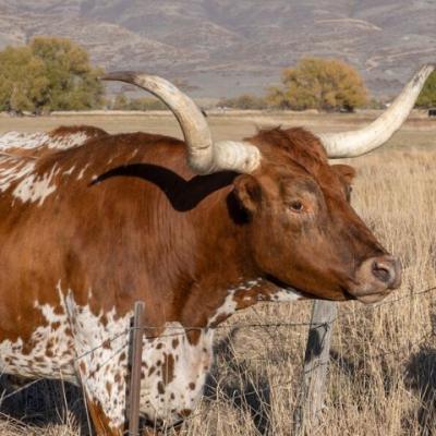 Tolorunlase Enterprise Farm Cattle 8