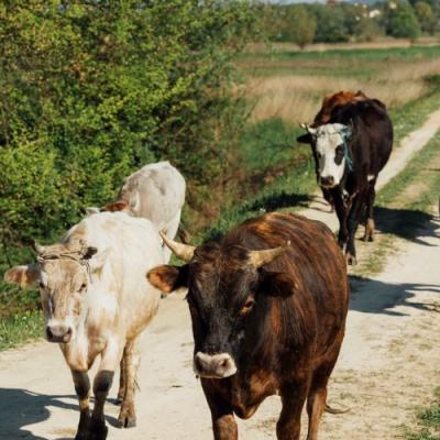 Tolorunlase Enterprise Farm Cattle Uploaded 3