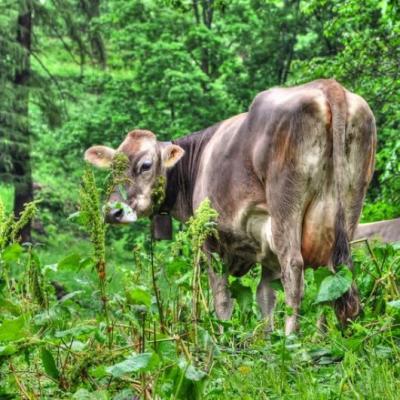 Tolorunlase Enterprise Farm Cattle