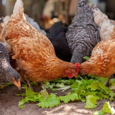 Tolorunlase Enterprises Farm Chicken 2