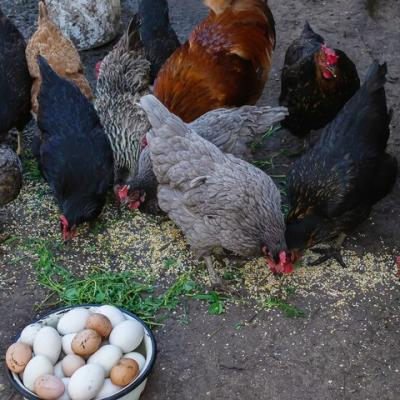 Tolorunlase Enterprises Farm Chicken 3