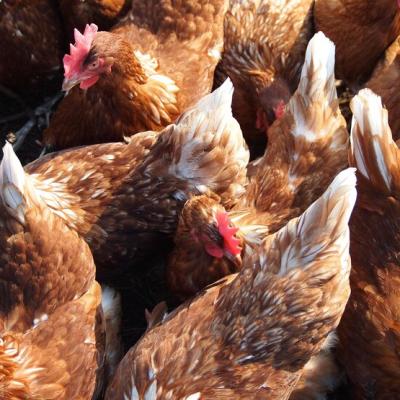 Tolorunlase Enterprises Farm Chicken 4