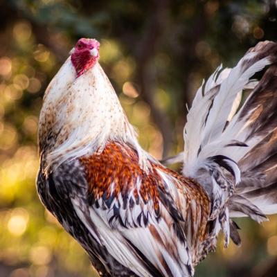 Tolorunlase Enterprises Farm Chicken 6