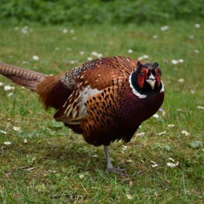 Tolorunlase Enterprises Farm Chicken 7