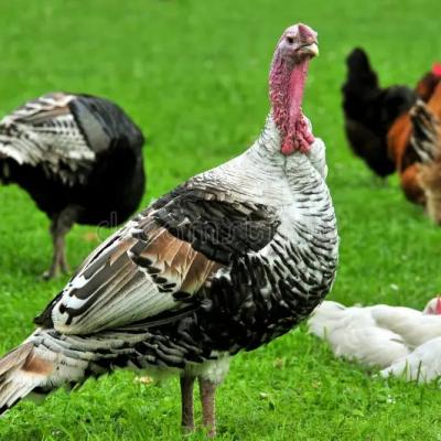 Turkey Bird Hen 22161110