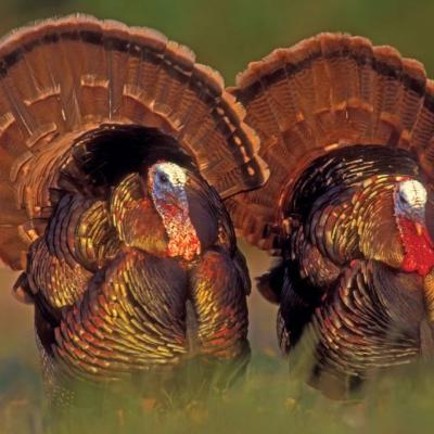 Turkeys Texas