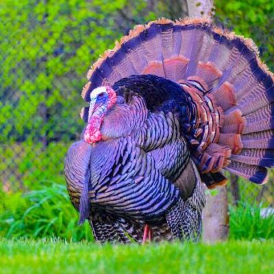 Wildlife 4941569 Banner